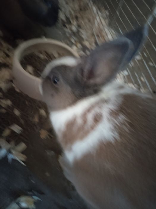 Doa se coelhos meigos