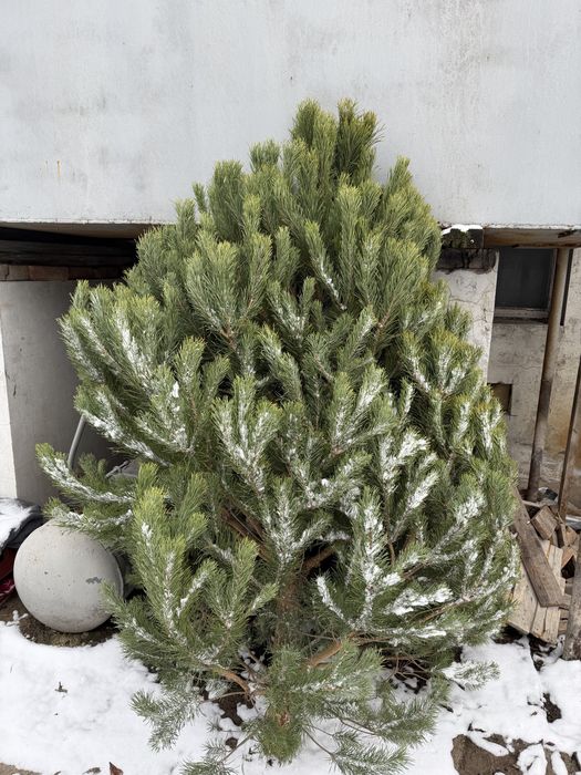 Елки (сосны) отп