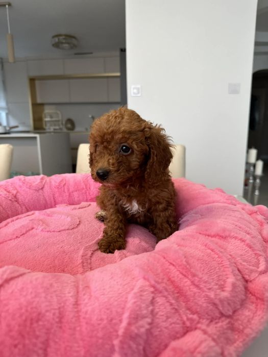 Sunia Pudel miniatura