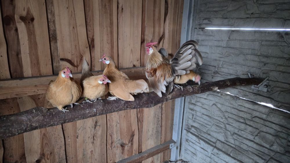 Jajka legowe bantamek