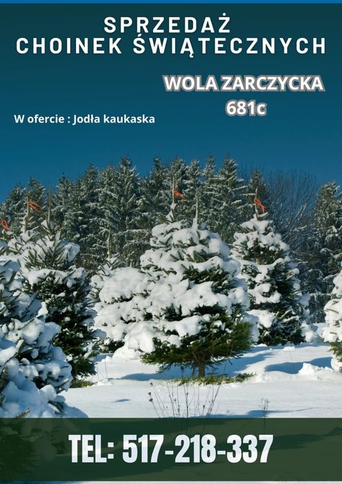 Jodła Kaukaska choinki żywe