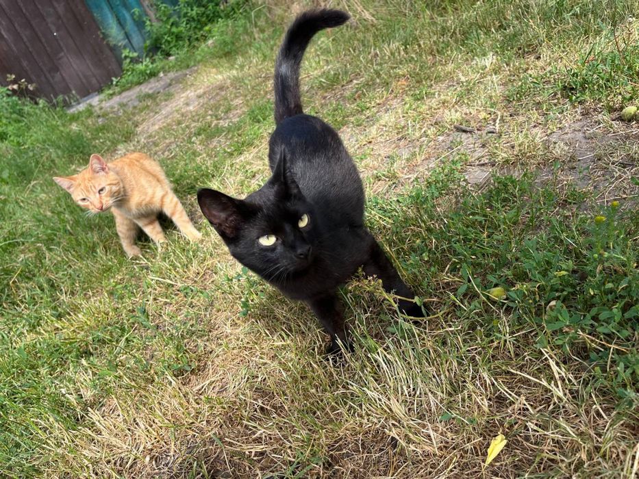 Котик Том шукає родину