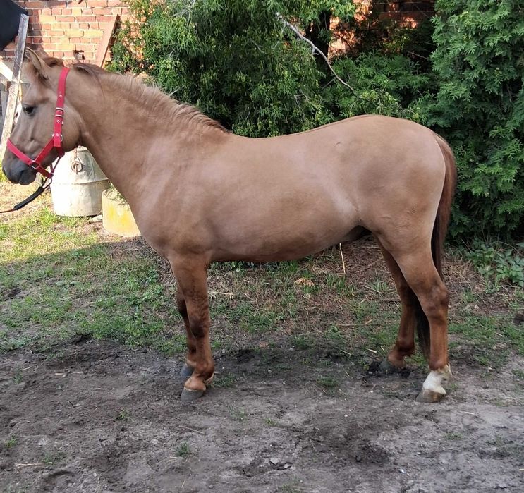 Na sprzedaz ogierek.