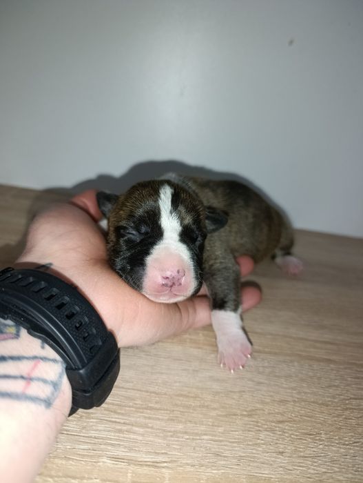 American staffordshire terrier Amstaff