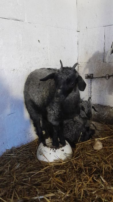 Продам пухові кози