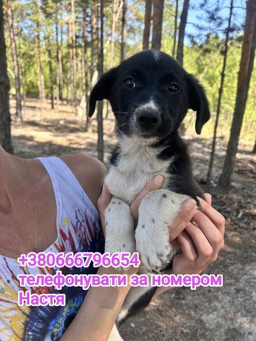 Цуценята великої породи