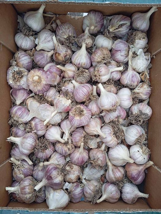 Продам часник Любаша їстівний