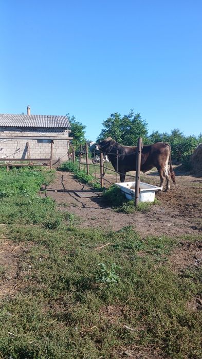 Продам бика осеменителя