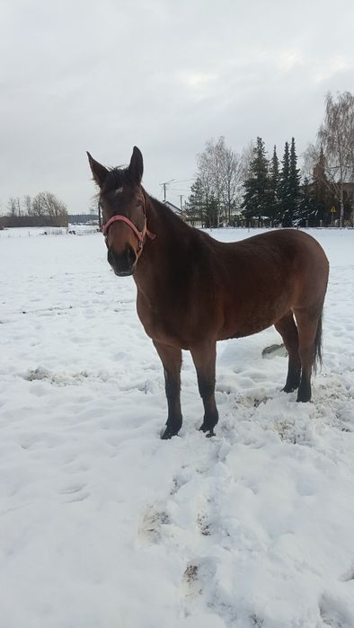 Sprzedam klacz Sp 5 lat