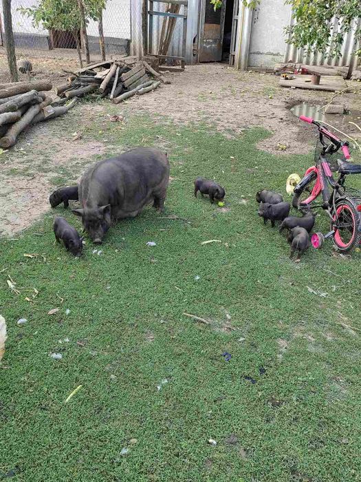 В'єтнамські поросятка(сікачі))