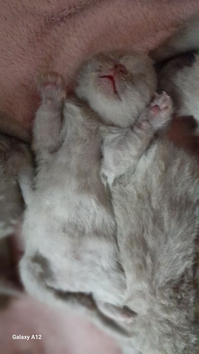 Британские котята