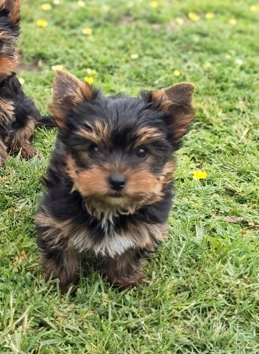 Yorkshire terrier piesek