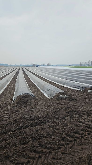 Folia na szparagi bialo czarna