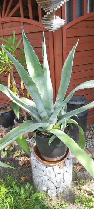 Piękna agawa – duża i zdrowa