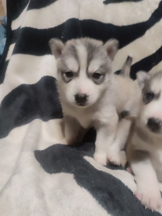 Красивые щенки хаски