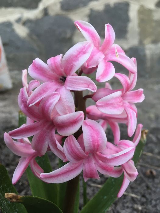 Гіацинти з квітками