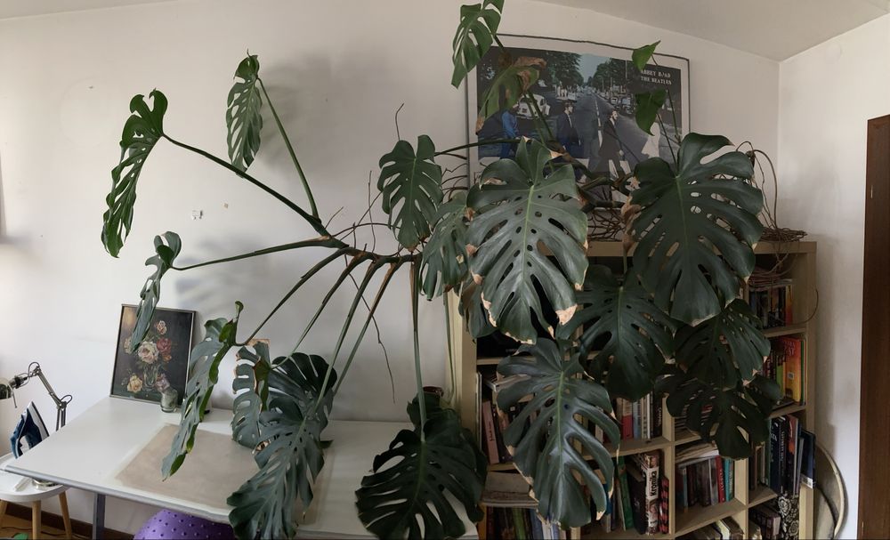 Bardzo duża Monstera