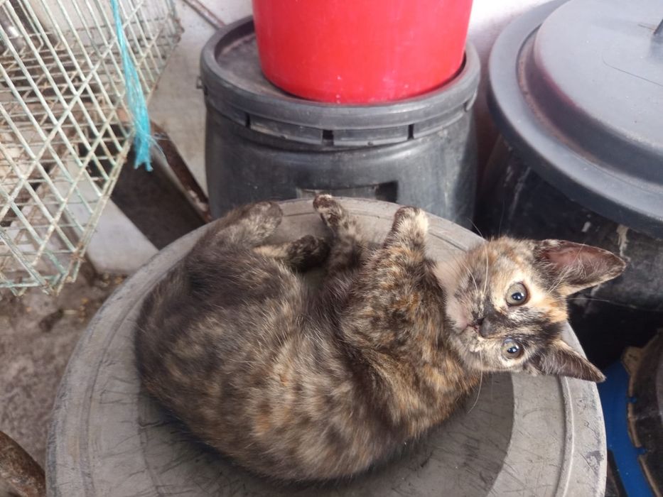 Gatinhos para adoção