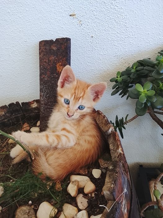 Gatinhos laranja para adoção