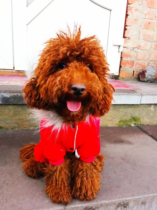 В'язка Пудель (Ред Браун)