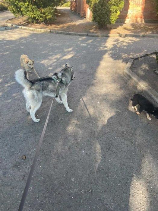 Безкоштовно в'язка Хаскі