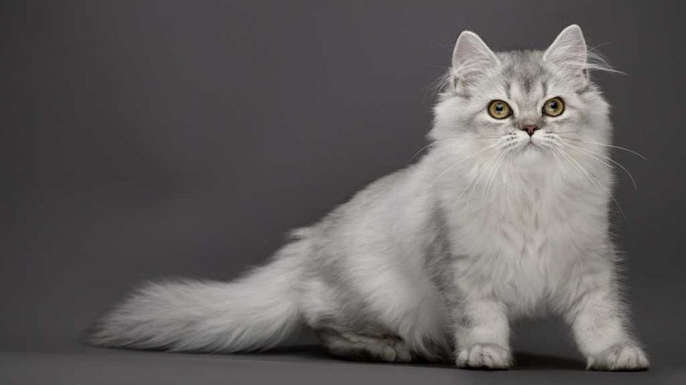 Розкішна срібляста кішечка