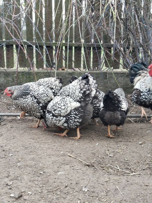 Jaja lęgowe kur Wyandotte Srebrnołuskie