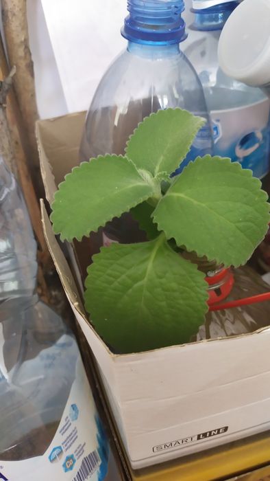 Пеларгония лимонная и комнатная мята или плектрантус