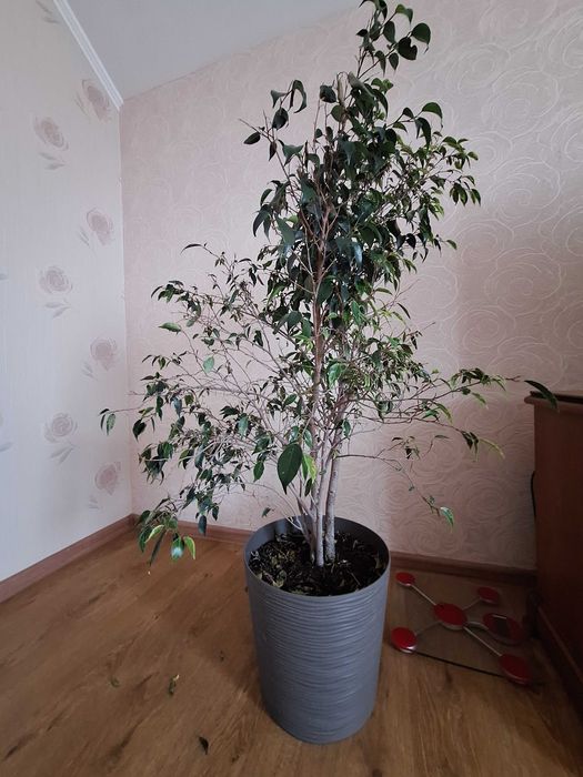 Продам кімнатні рослини (вазони) Драцена,Фікус, Юка, ДЕШЕВО