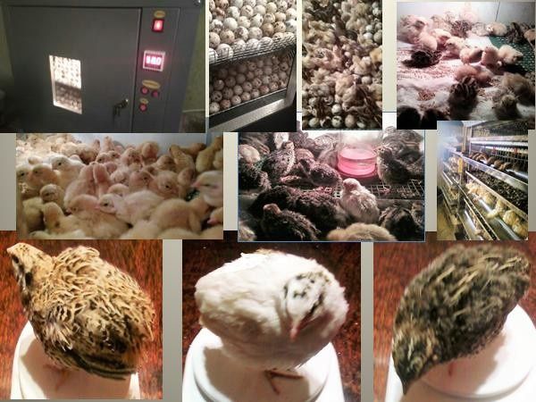 Перепілки різного віку. Можлива доставка по місту