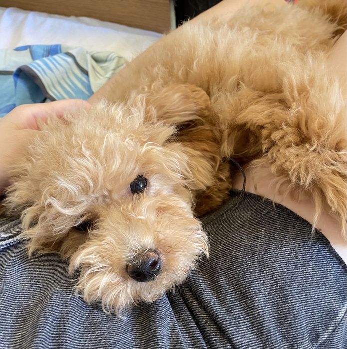 Той Пудель Девочка