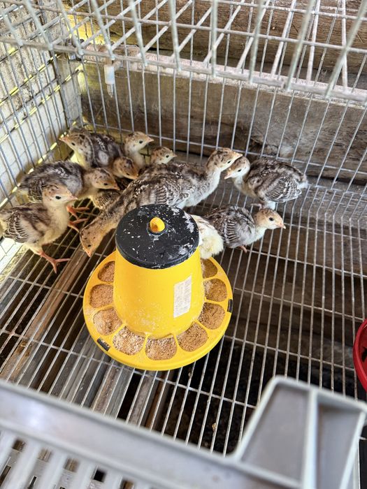Perus e patos novos