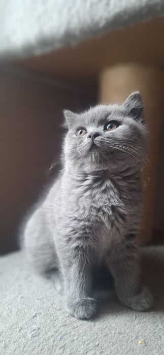 Kot brytyjski WCF SHK