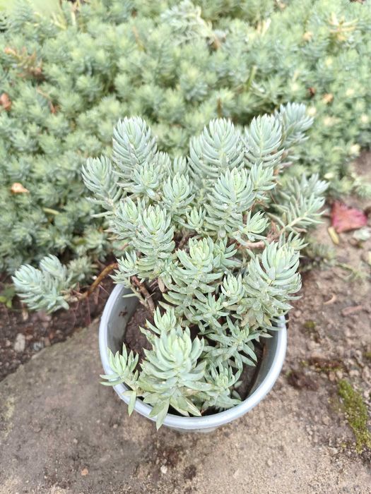 Очиток (седум) скельний Блю Спрус