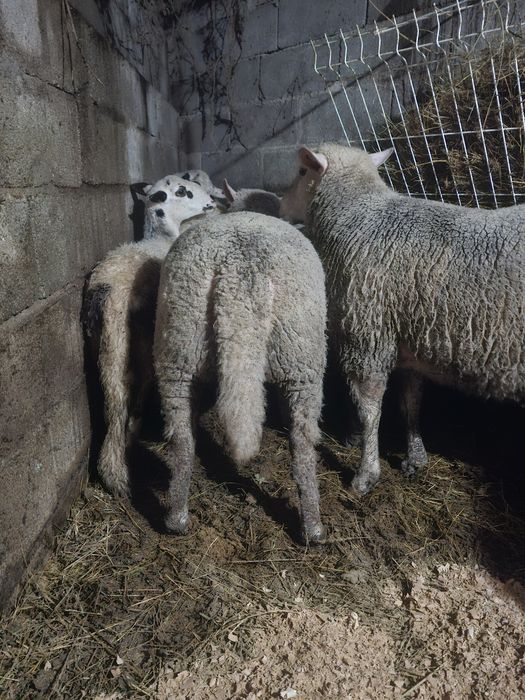 Île-de-France top Vendo ou Troco