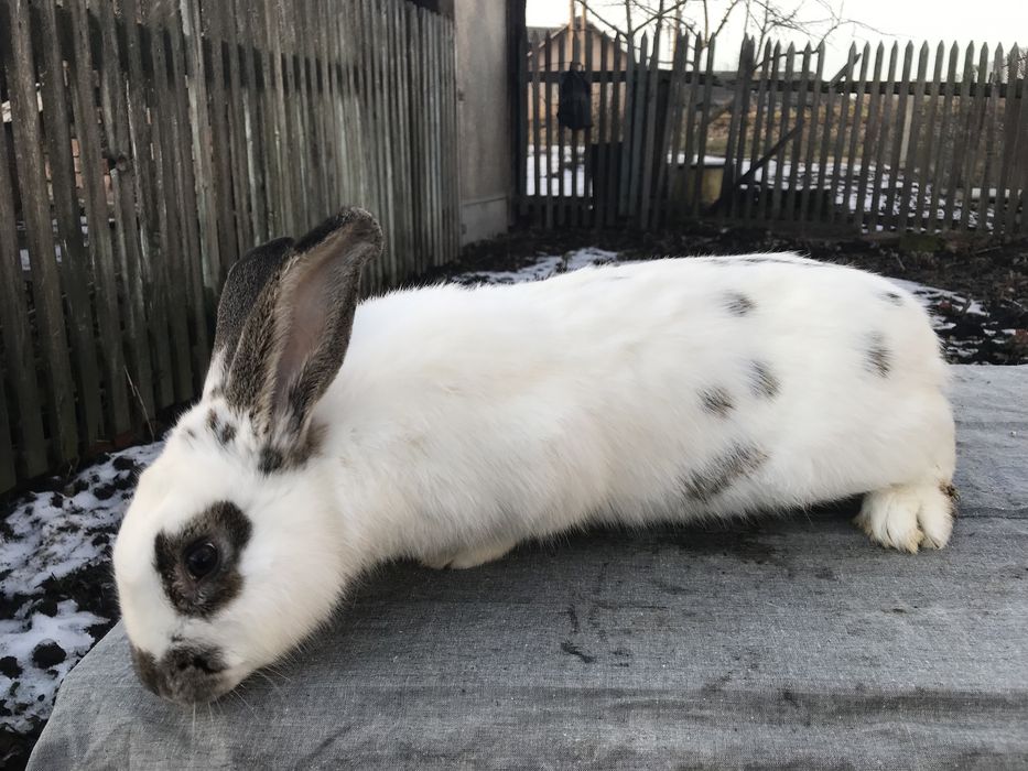 Кролики. Спарована самка.