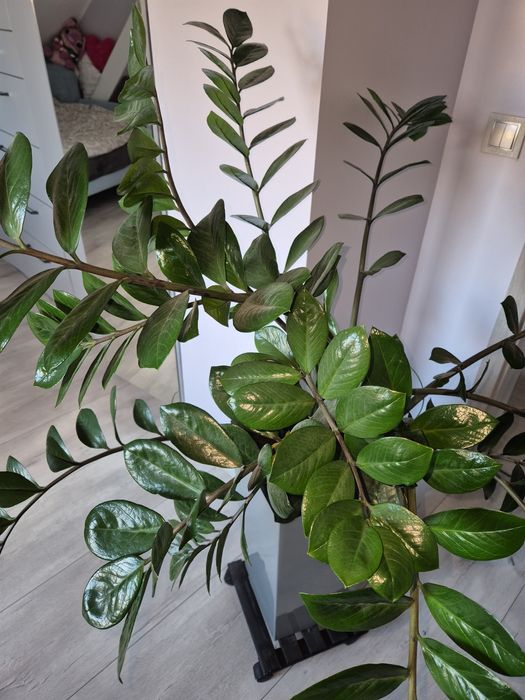 Duży 6-letni Zamiokulkas zamiolistny w eleganckiej donicy