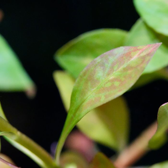 Planta Aquario Ludwigia
 
inclinata