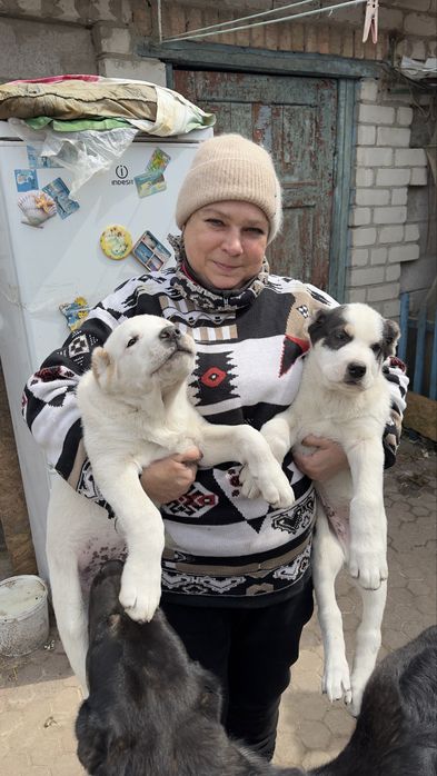 Продам Цуценят.Алабай.