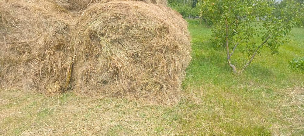 Продам сіно з самовивіз