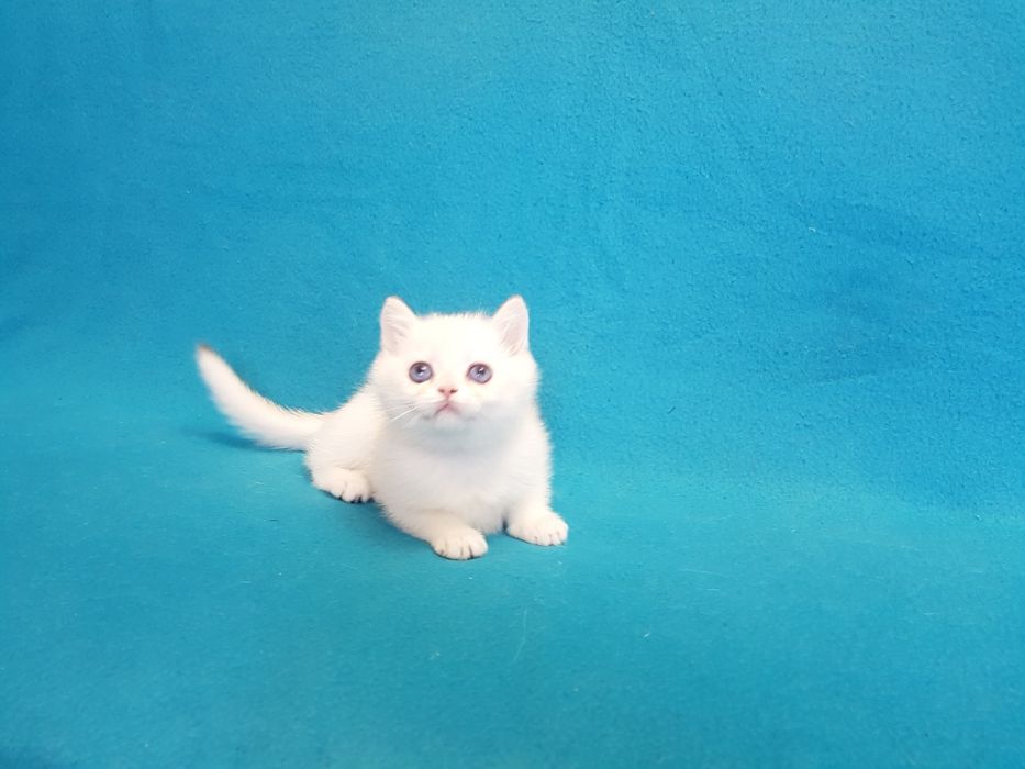 Котик окраса поинт золотой шиншиллы