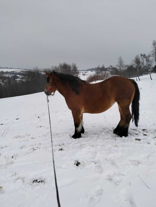 Sprzedam klacz Zimnokrwistą