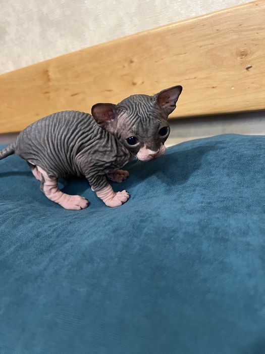 Канадський сфінкс