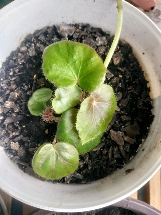 Planta Begónia Redonda