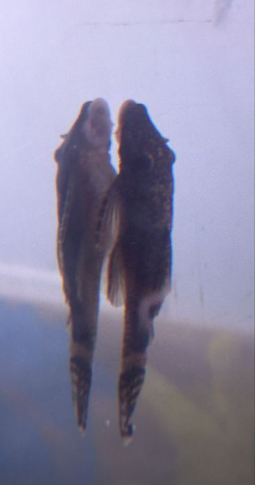 Ancistrus SP - Juvenis - Criação Própria