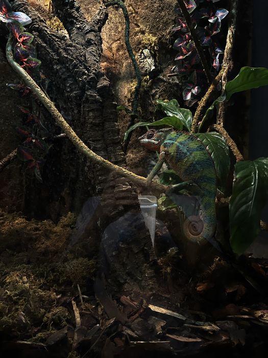 Terrarium dla kameleona/gekona/agamy/jaszczurki