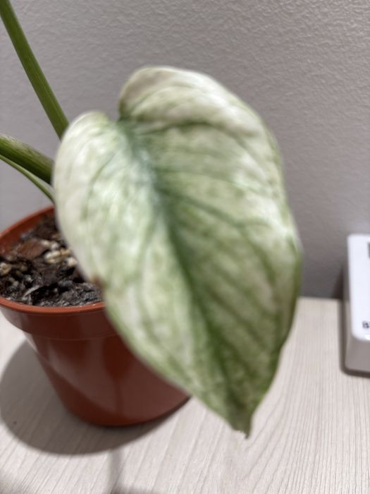 Monstera white mint