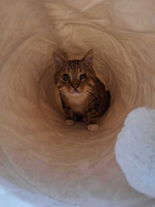 Pokochaj KULISIA - kocurka z niedowładem nóżek