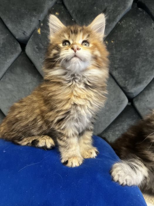 Дуже гарна дівчинка мейн кун