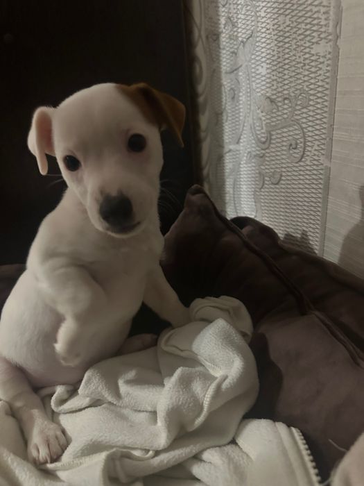 Джек Рассел Терʼєр